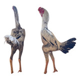 Ovos