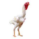 Carcaçudo