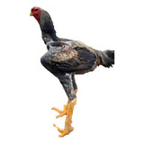Grátis