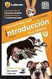 Introducción A La Crianza Canina Bulldog Inglés Frances American Bully Y Razas Similares Aprende A Criar Una Camada Desde Cero De Manera Eficaz Spanish Edition 