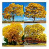 Ipê Amarelo Da Serra Gigante Sementes Arvore Nativa P Mudas