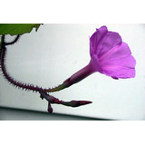 Ipomoea Setosa Morning Glory