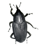 Armadilha