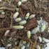 Isópode Armadillidium Gestroi 10un