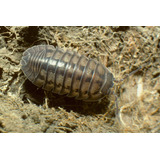 Isopode Armadillidium Nasatum 5un