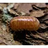 Isópode Armadillidium Vulgare Red 10 Un