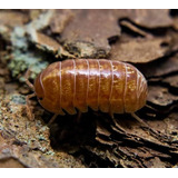 Isópode Armadillidium Vulgare Red 10 Un