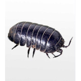 Isópodes Bio Terrário Armadillidium Vulgares tatuzinho 25 Un