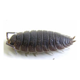 Isopodes Bio Terrário Porcellio Scaber Tatuzinho 5 Un