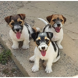 Jack Russel Terrier Filhotes