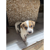Jack Russell Terrier Cachorro