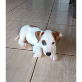 Jack Russell Terrier Filhote Pirata