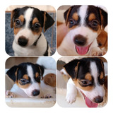 Jack Russell Terrier Filhotes