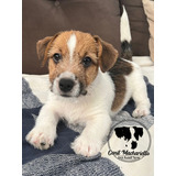 Jack Russell Terrier 