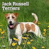 Jack Russell Terriers 2024