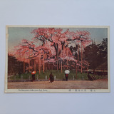 Japão Quioto Cartão Postal Antigo