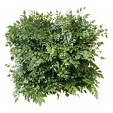 Jardim Preservado Avencas Sob