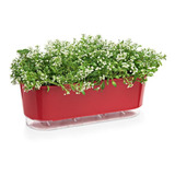 Plantas