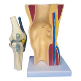 Joelho Anatômico Menisco Ligamento Esqueleto Modelo Humano