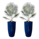 Plantas