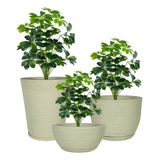 Jardim