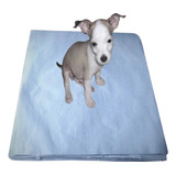 Jornal Pet Para Cachorro 60 X 60cm 250 Un Reciclado brinde