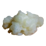 Kefir De Leite Colônia Inicial