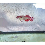Killifish Nothobranchius Korthausae casal