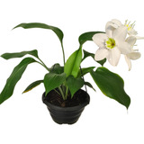 Kit 02 Eucharis Grandiflora