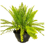 Kit 02 Planta Viva