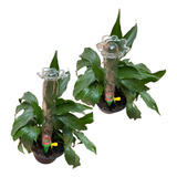 Plantas