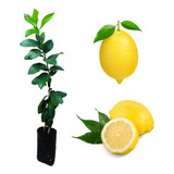 Kit 1 Muda De Limão Siciliano 1 Limonete 1 Tomilho Limão