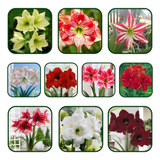 Kit 10 Bulbos De Flores Amarilis Sortidos Jardinagem Amaryli
