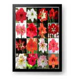 Kit 10 Bulbos De Flores Amarilis Sortidos Jardinagem
