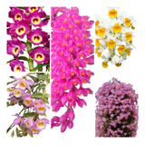 Kit 10 Mudas De Orquidea Dendrobium Pendentes Especie Lindas