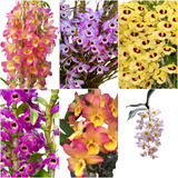 Kit 10 Mudas De Orquidea Dendrobium Promoção Casca Pinus