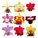 Kit 10 Mudas Pre Adultas Orquídeas