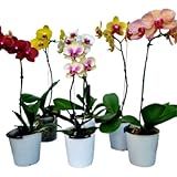 Kit 10 Orquidea Phalaenopsis