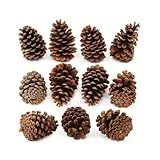 Kit 10 Pinhas 100 Natural Ideal Para Decoração De Natal E Artesanato Rustica Tirada Da Natureza Grandes Médias Pequenas Abertas Ou Fechadas Para Decoração Geral 