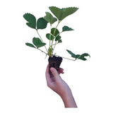 Kit 12 Mudas De Morango Orgânico Manual De Plantio