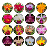 Kit 12 Mudas Orquidea Cattleya Lindas