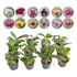 Kit 12 Mudas Orquidea Phalaenopsis Raras