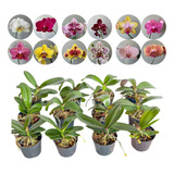 Kit 12 Mudas Orquidea