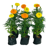 Tagetes
