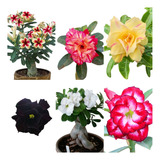 Kit 15 Mudas Rosa Do Deserto Lindas Vigorosas Vaso