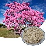 Kit 150 Sementes De Ipês Mais Jacarandá Roxo 6 Espécies 