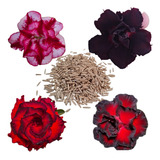 Kit 150 Sementes Rosa Do Deserto Adenium Importadas