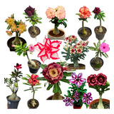Kit 150 Sementes Rosas Do Deserto Mix Para Muda Frete Gratis