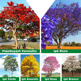 Kit 155 Sementes 6 Cores De Ipê Jacarandá flamboyant Brinde