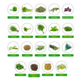 Kit 19 Variedades Sementes De Temperos E Ervas Especiarias